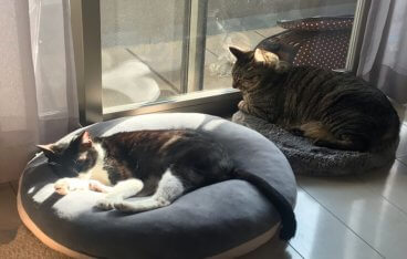 猫2匹が窓際で日向ぼっこをしている写真