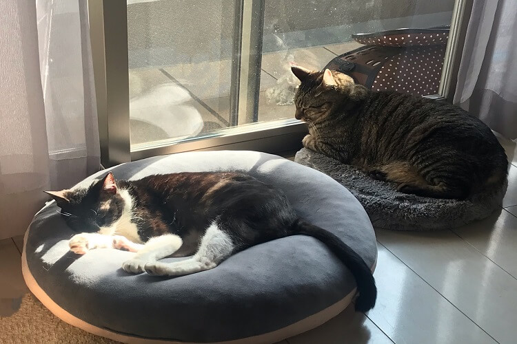 猫2匹が窓際で日向ぼっこをしている写真