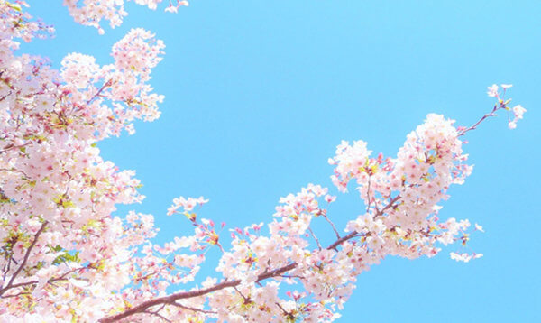 春は引っ越し、転職の季節