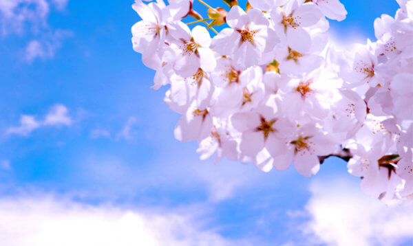 4月から新しく始める