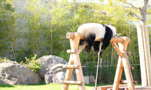 あなたはお昼寝していますか？