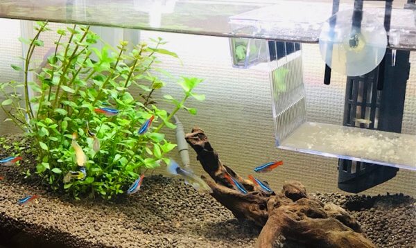 熱帯魚が泳いでいる水槽の写真