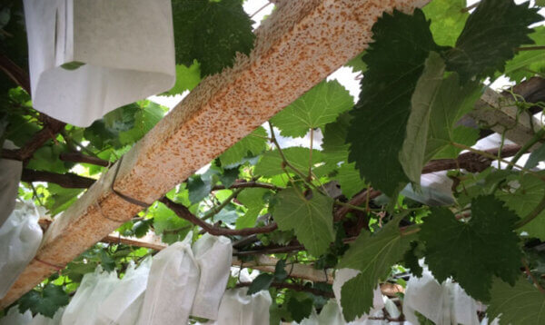 ぶどうの袋がけ