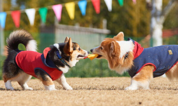 譲れない見直す