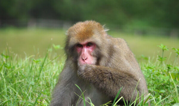 雑草・ざっそう