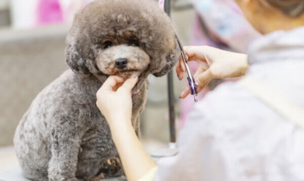 トリミング　カット