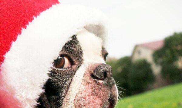 サンタコスプレ　犬