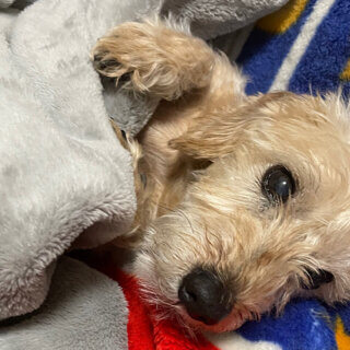 犬