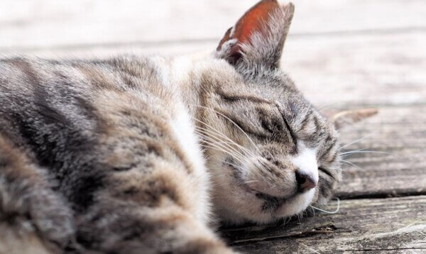 寝ている猫