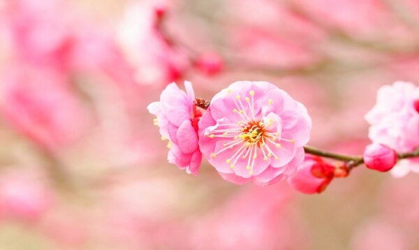 もうすぐ春が来ます