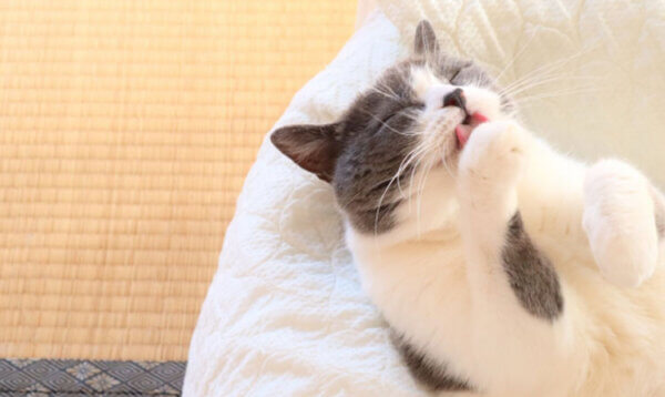 ごろごろ自宅で練習