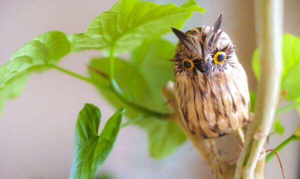 太陽光　光合成