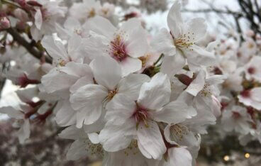 広島の桜