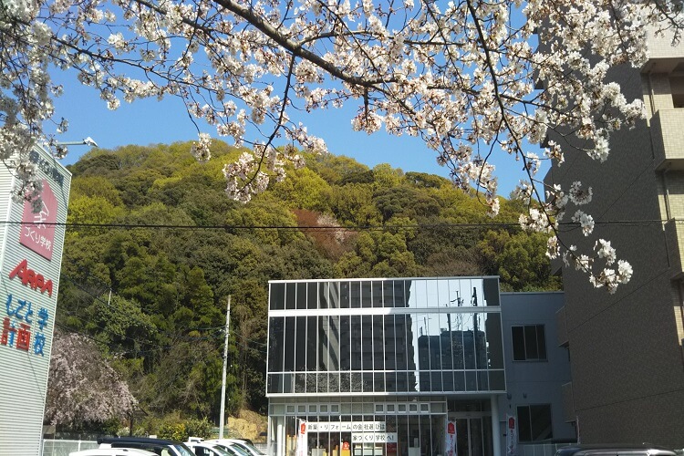 松山校　桜