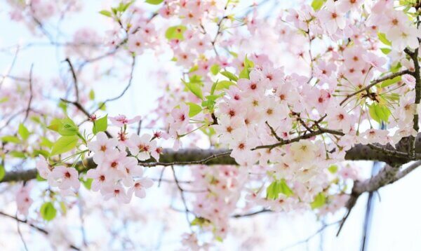 葉桜の季節