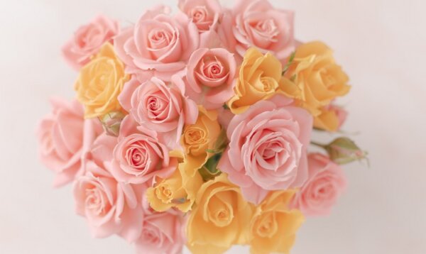 ピンクと黄色の薔薇