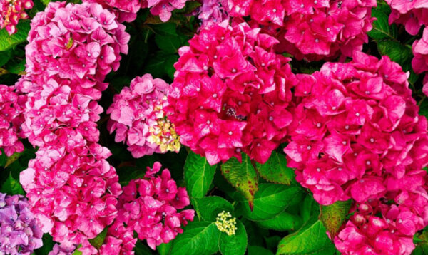 6月　梅雨　あじさい