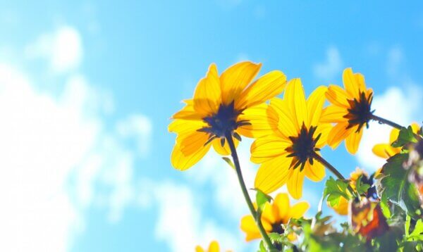 空に向かって光る花