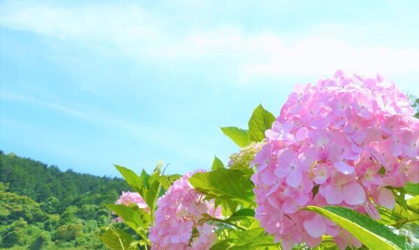 紫陽花と緑の山