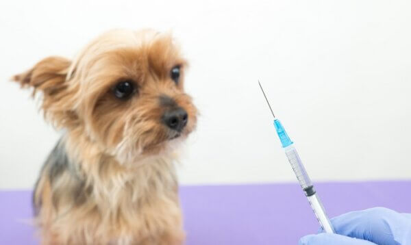 注射器とヨークシャーテリア