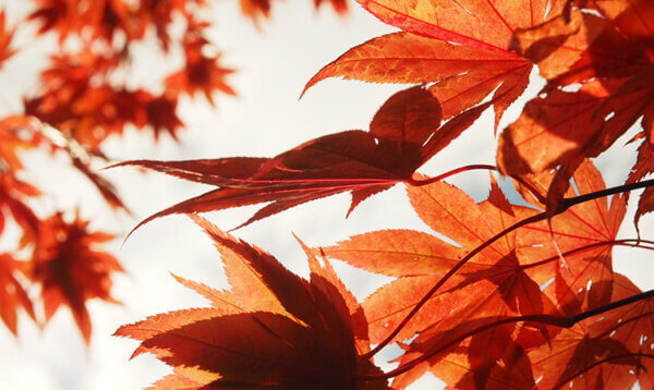 紅葉