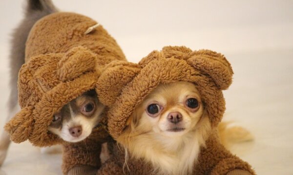 クマの着ぐるみ　チワワ