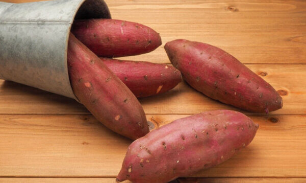 さつまいも　サツマイモ