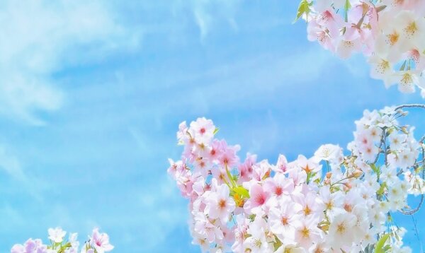 桜　青空