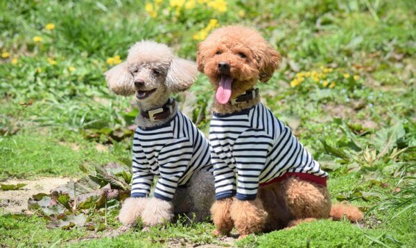 犬　ペアルック　仲良し