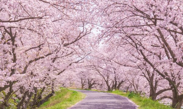 桜並木