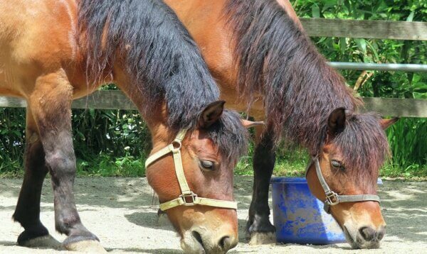 馬　古馬　木曽馬